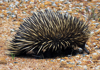 Tachyglossus aculeatus acanthion