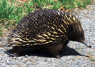 Tachyglossus aculeatus aculeatus