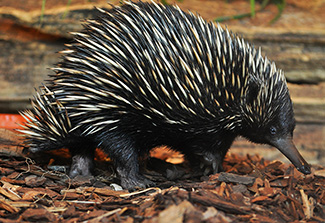 Tachyglossus aculeatus lawesii