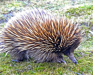Tachyglossus aculeatus multiaculeatus