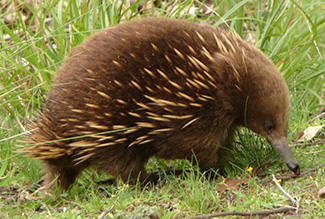 Tachyglossus aculeatus setosus