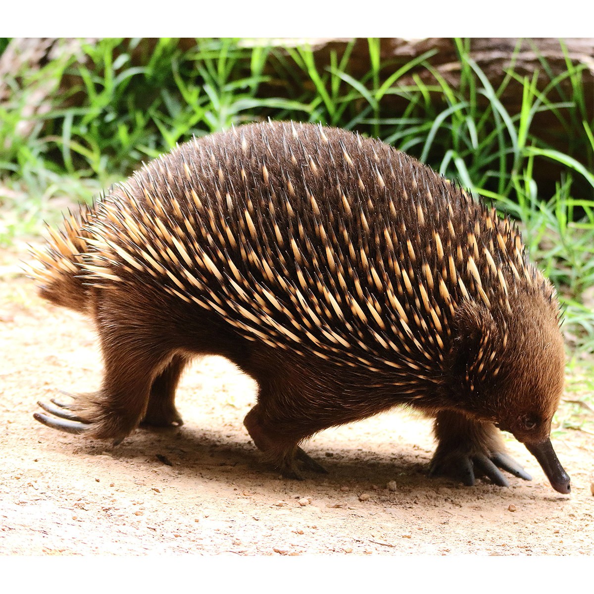Австралийская ехидна (Tachyglossus aculeatus) Фото №1