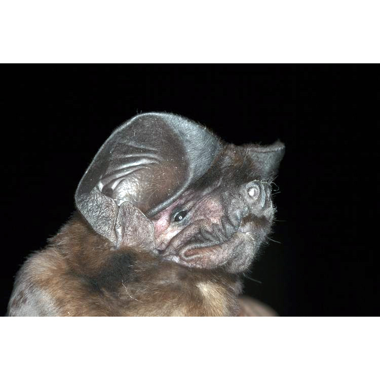 Австралийский складчатогуб (Tadarida australis) Фото №7