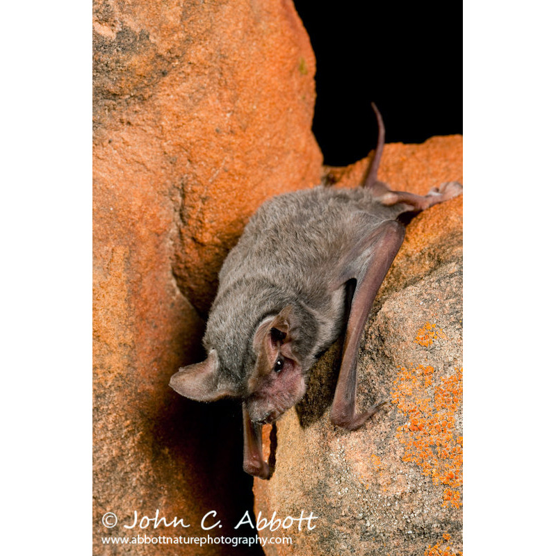 Бразильский складчатогуб (Tadarida brasiliensis) Фото №2