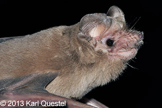Tadarida brasiliensis antillularum