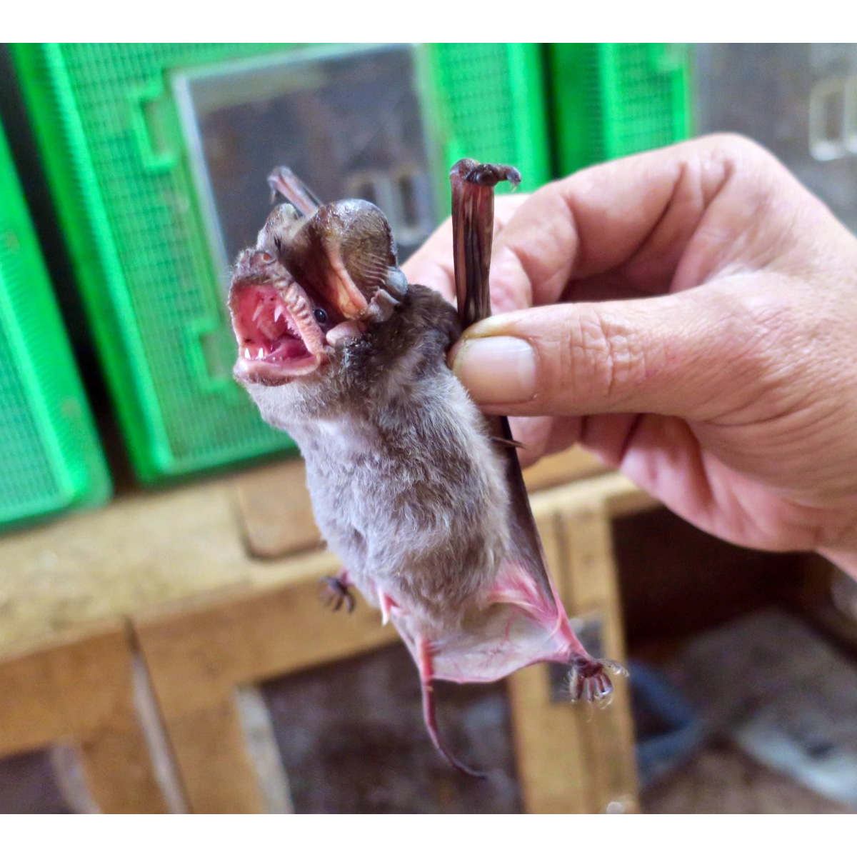 East Asian Free Tailed Bat (Tadarida insignis) Фото №2