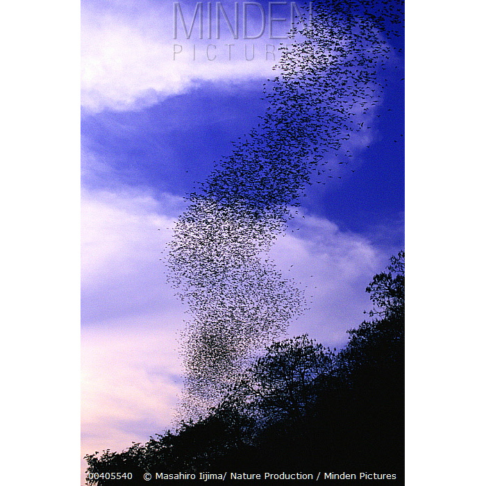 East Asian Free Tailed Bat (Tadarida insignis) Фото №5