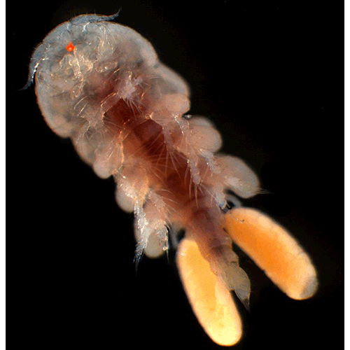 Семейство Taeniacanthidae фото
