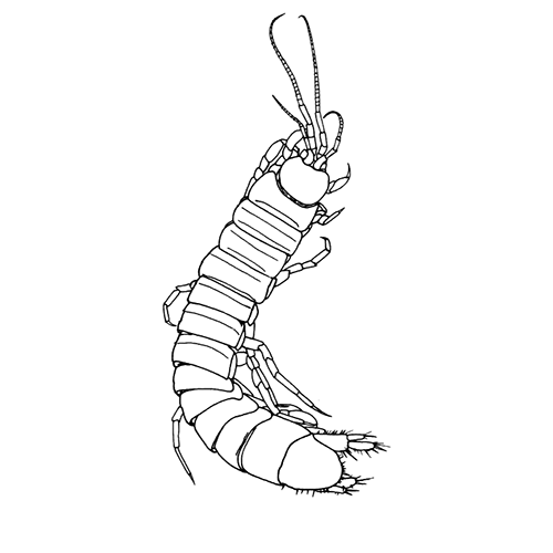 Семейство Tainisopidae фото