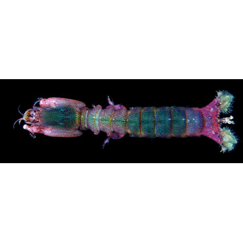 Семейство Takuidae фото