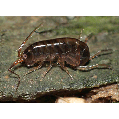 Семейство Talitridae фото