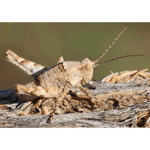 Семейство Tanaoceroidea фото