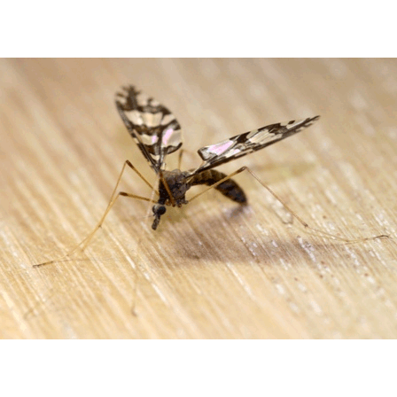 Семейство Tanyderidae фото
