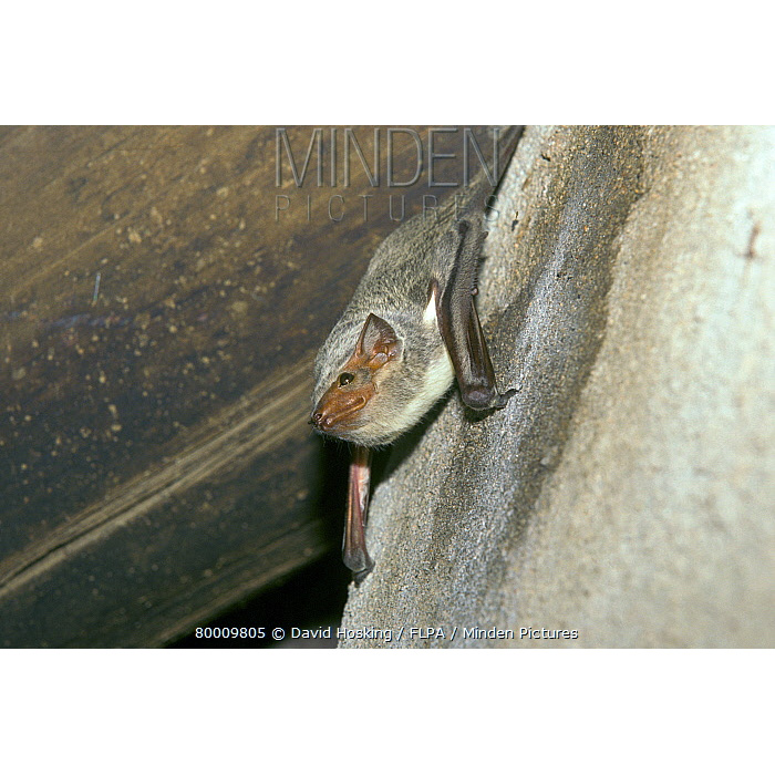 Мешкокрыл Гильдегарда (Taphozous hildegardeae) Фото №2