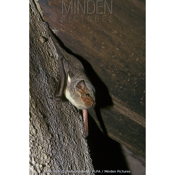 Мешкокрыл Гильдегарда (Taphozous hildegardeae) Фото №3