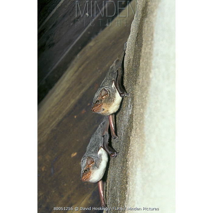 Мешкокрыл Гильдегарда (Taphozous hildegardeae) Фото №4