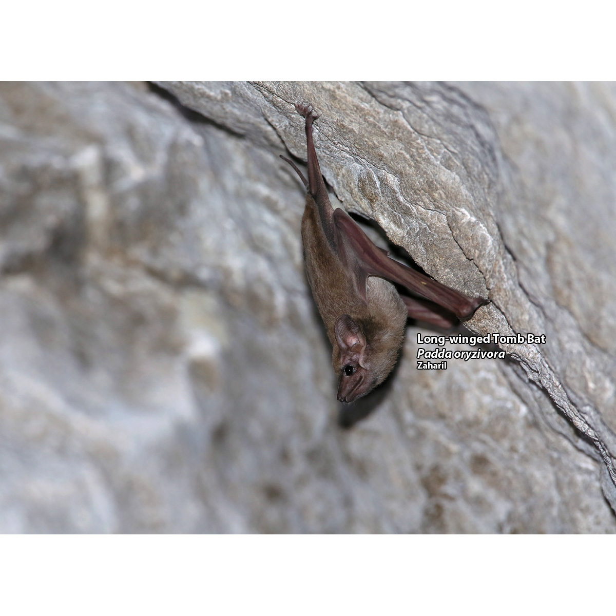Длинноногий мешкокрыл (Taphozous longimanus) Фото №2