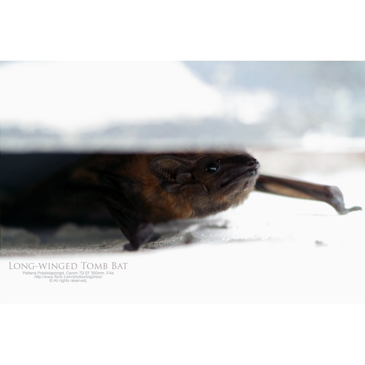 Длинноногий мешкокрыл (Taphozous longimanus) Фото №6