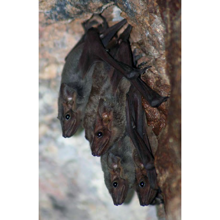Длинноногий мешкокрыл (Taphozous longimanus) Фото №7