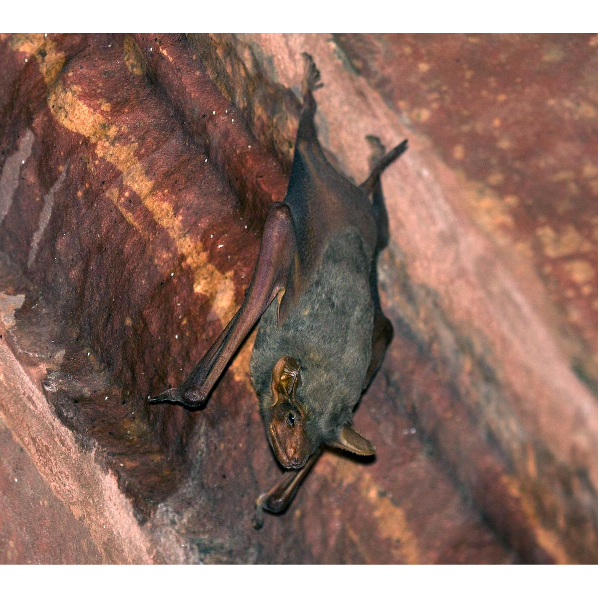 Чернобородый мешкокрыл (Taphozous melanopogon) Фото №4