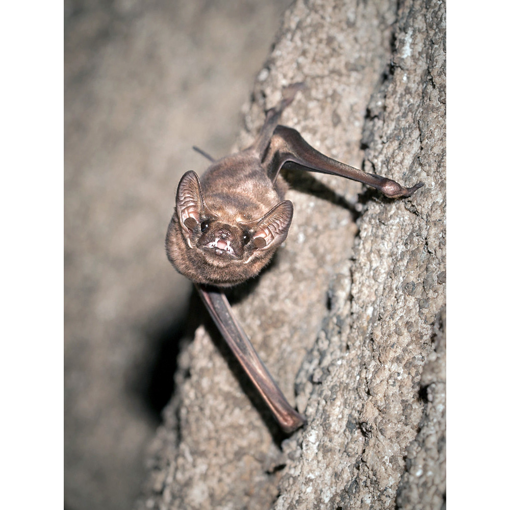 Чернобородый мешкокрыл (Taphozous melanopogon) Фото №5