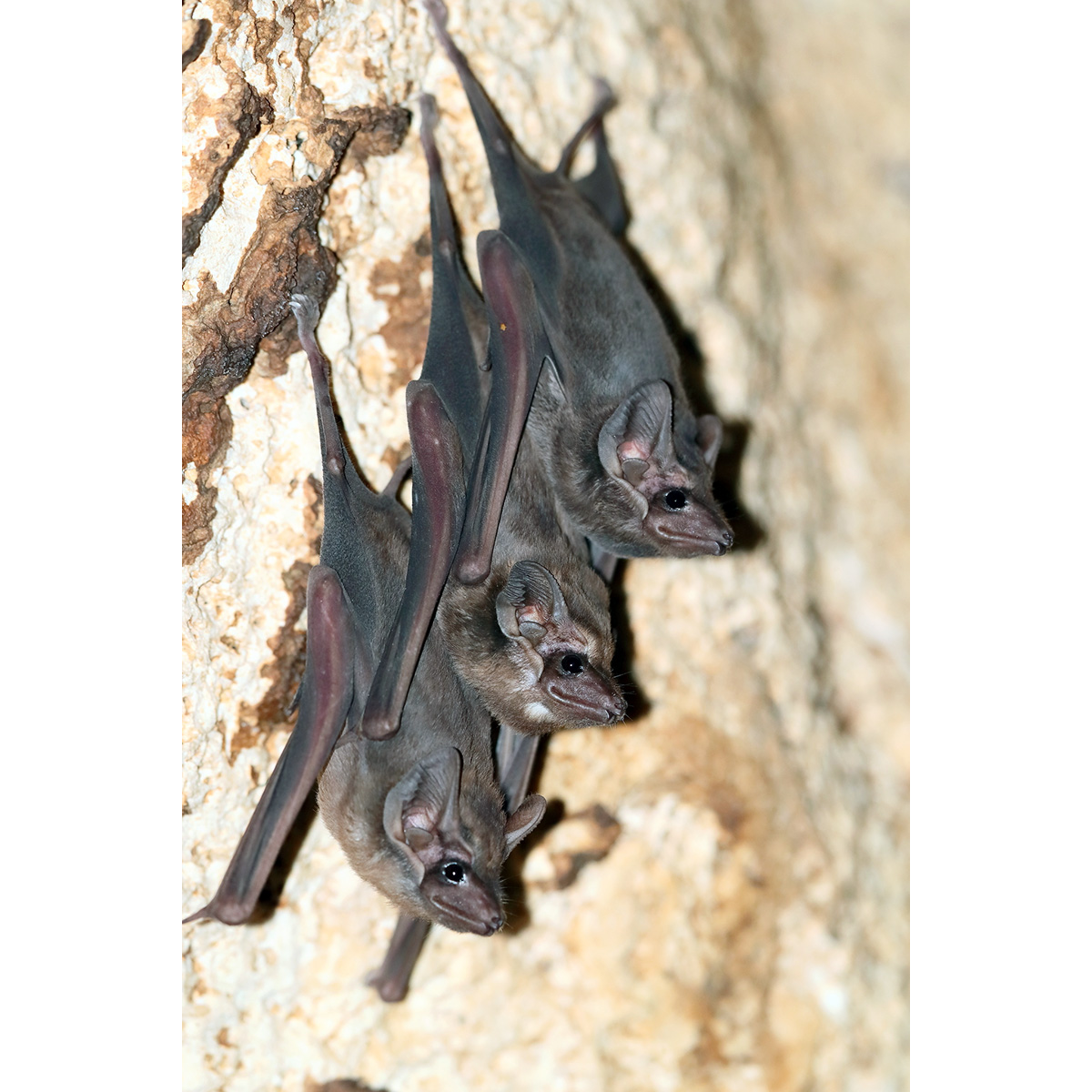 Чернобородый мешкокрыл (Taphozous melanopogon) Фото №8