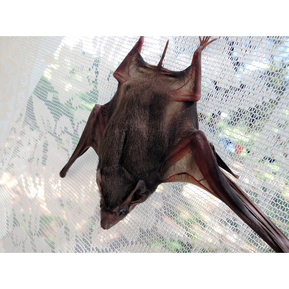 Могильный мешкокрыл (Taphozous perforatus) Фото №3