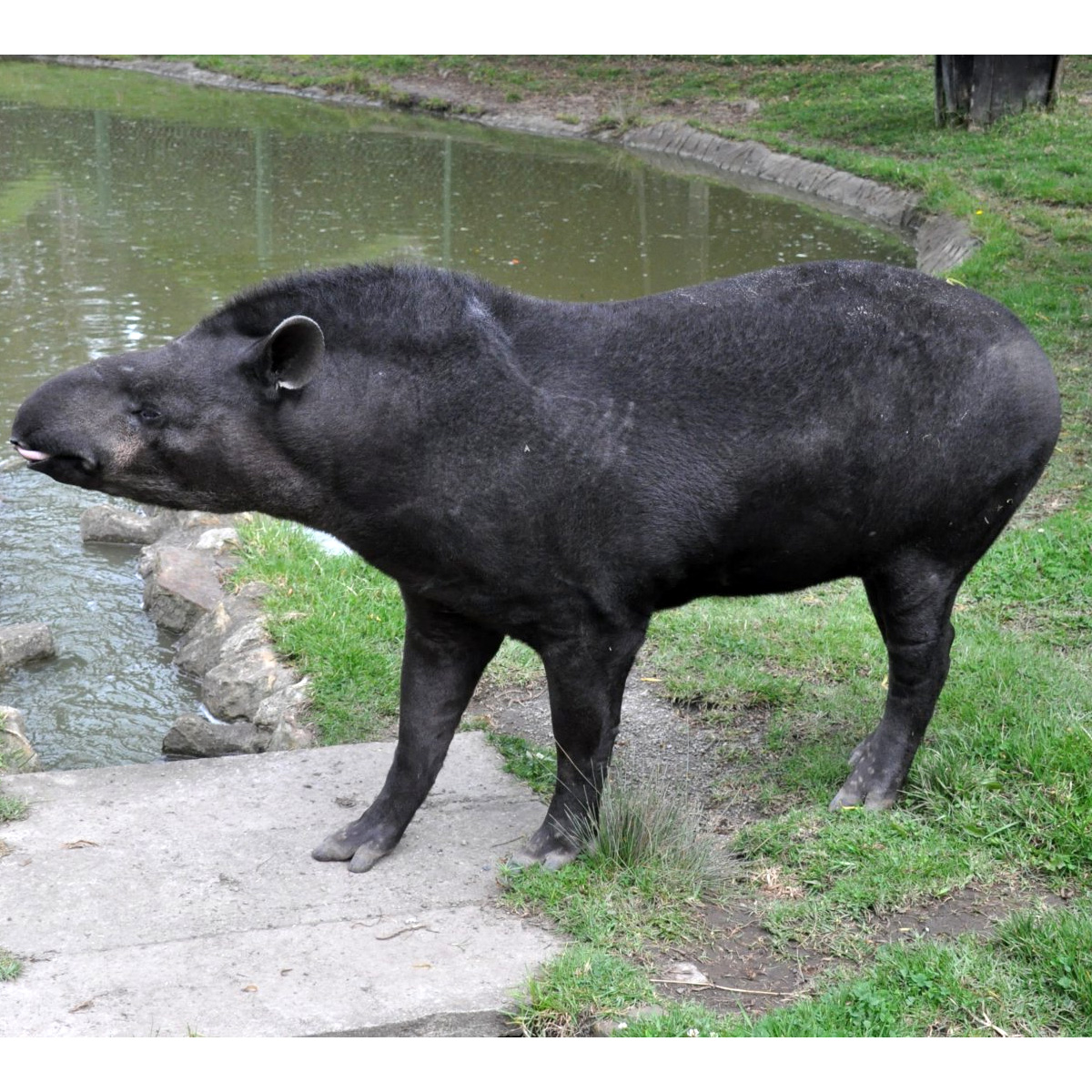 Kabomani Tapir (Tapirus kabomani) Фото №2