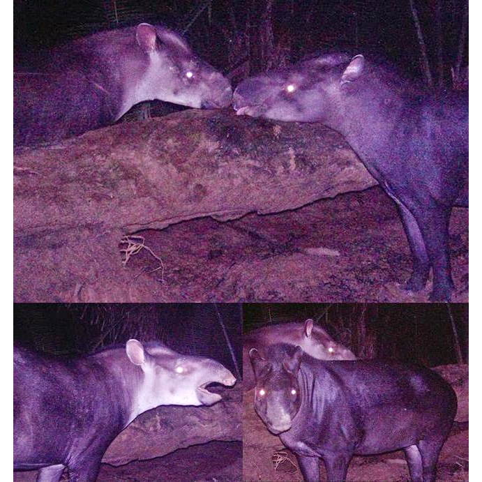 Kabomani Tapir (Tapirus kabomani) Фото №3