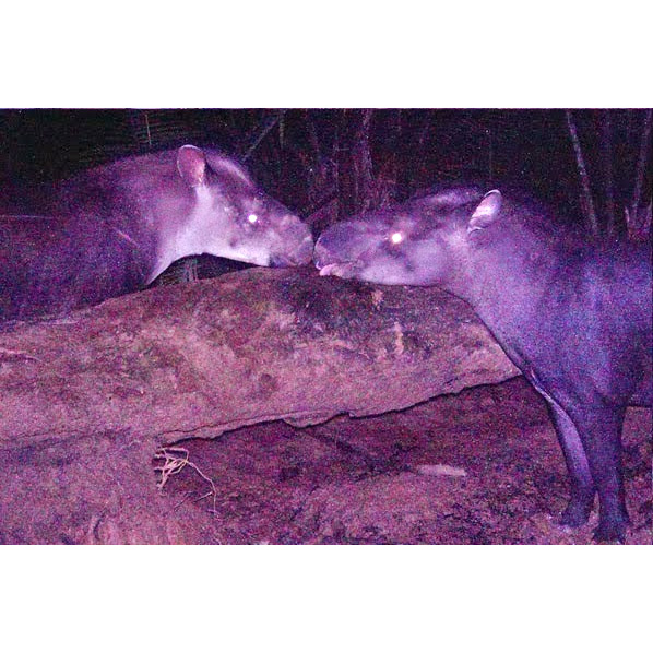 Kabomani Tapir (Tapirus kabomani) Фото №6