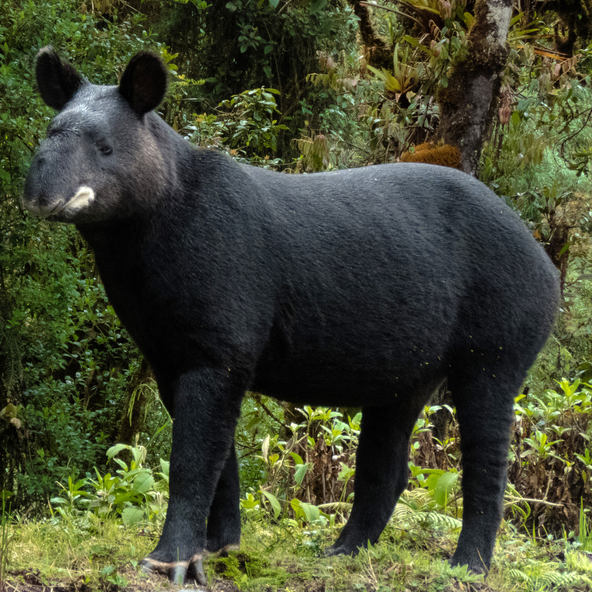 Горный тапир (Tapirus pinchaque) Фото №2