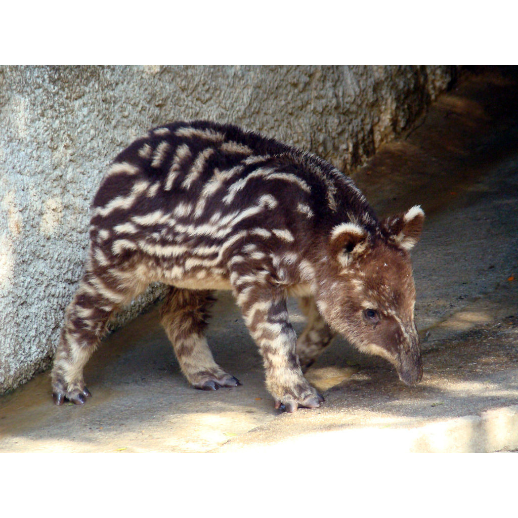 Горный тапир (Tapirus pinchaque) Фото №9