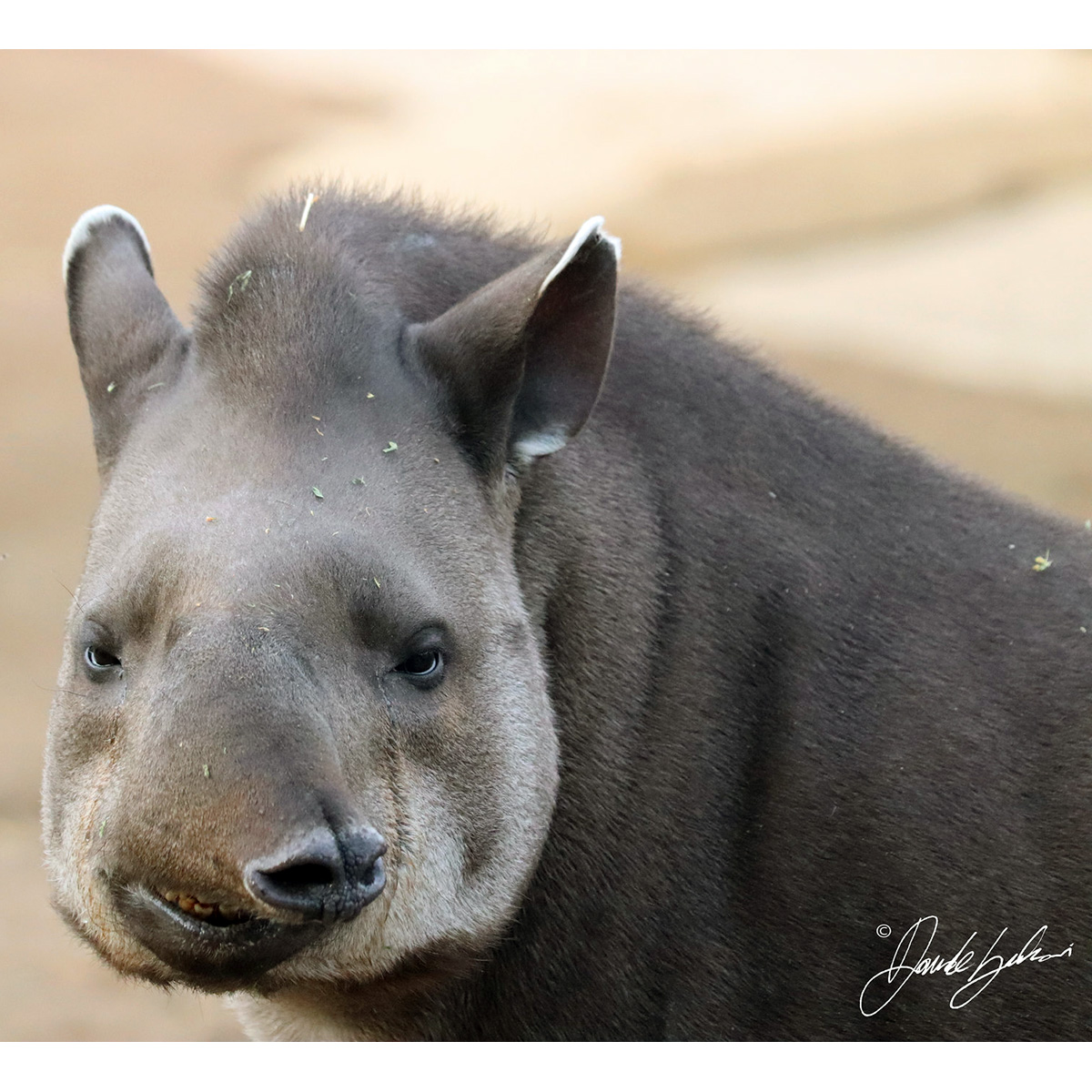 Равнинный тапир (Tapirus terrestris) Фото №10
