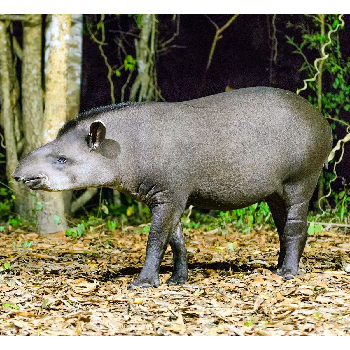 Равнинный тапир (Tapirus terrestris) Фото №4