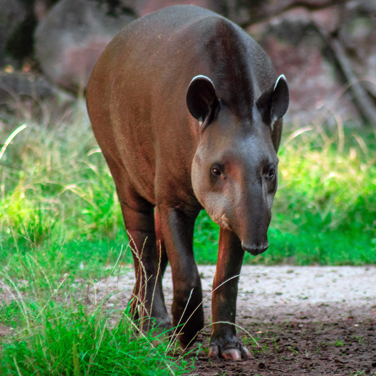 Равнинный тапир (Tapirus terrestris) Фото №5