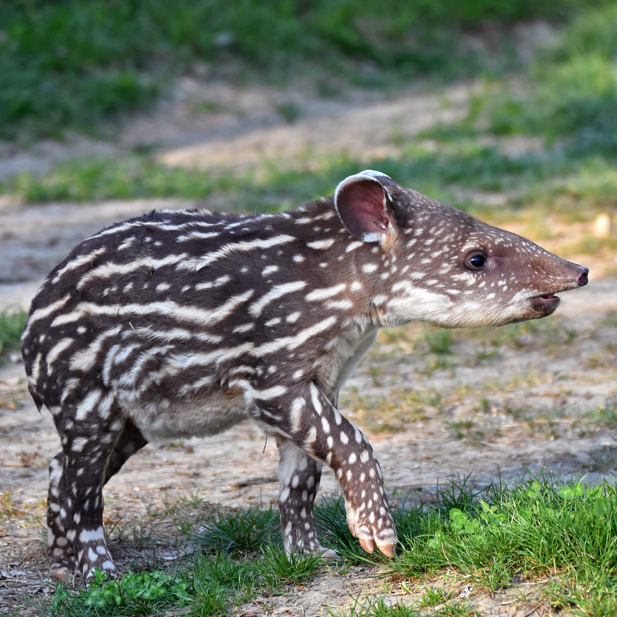 Равнинный тапир (Tapirus terrestris) Фото №9