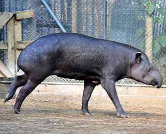 Tapirus terrestris colombianus