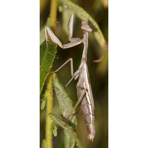 Семейство Tarachodidae фото