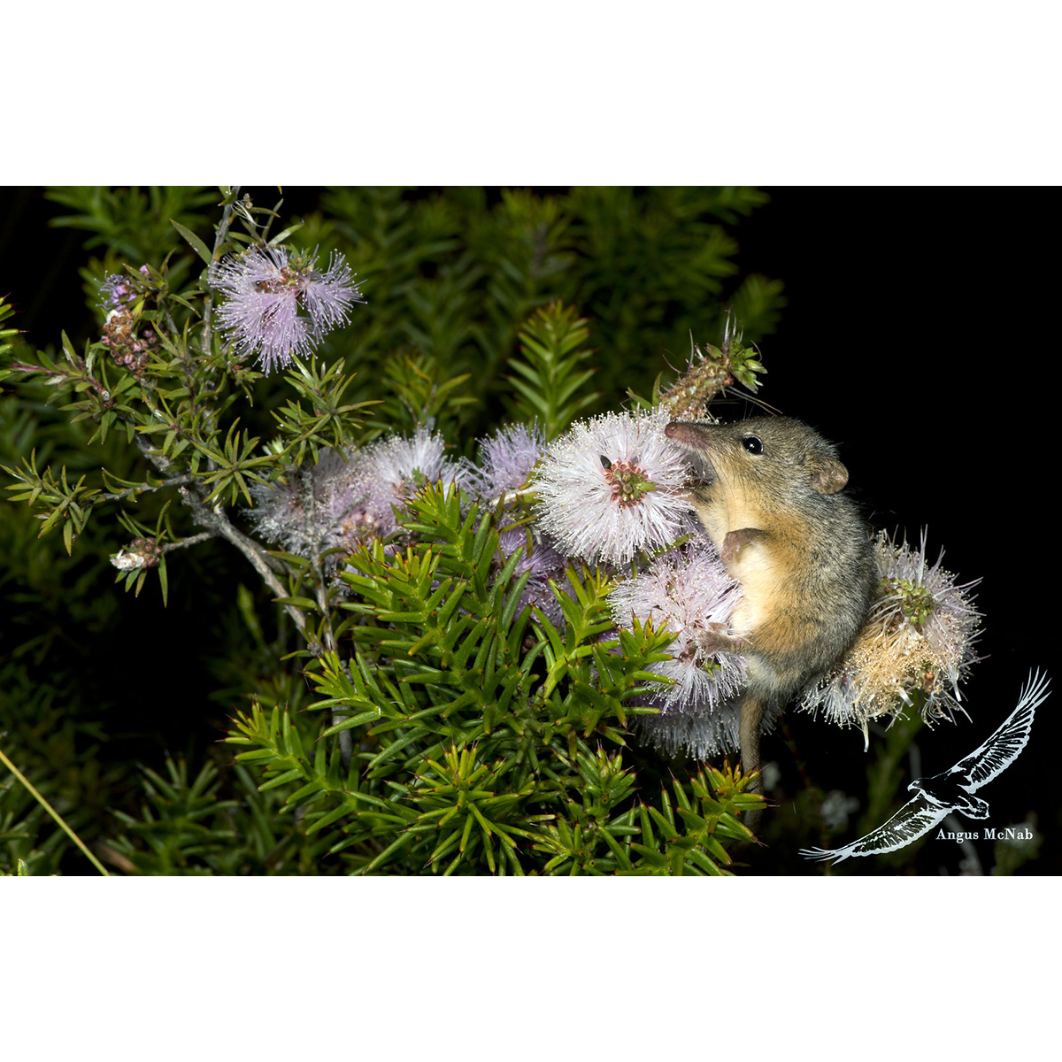 Хоботноголовый кускус (Tarsipes rostratus) Фото №2