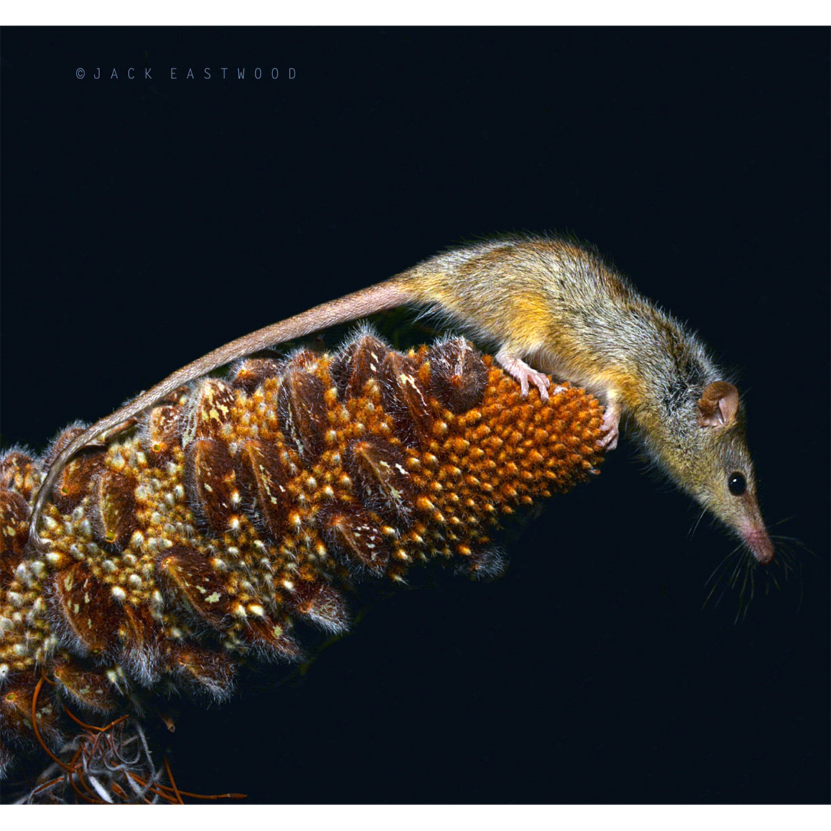 Хоботноголовый кускус (Tarsipes rostratus) Фото №6