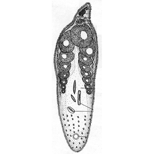 Семейство Taurididae  фото