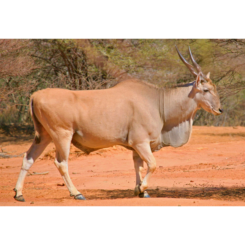 Taurotragus oryx Фото №2