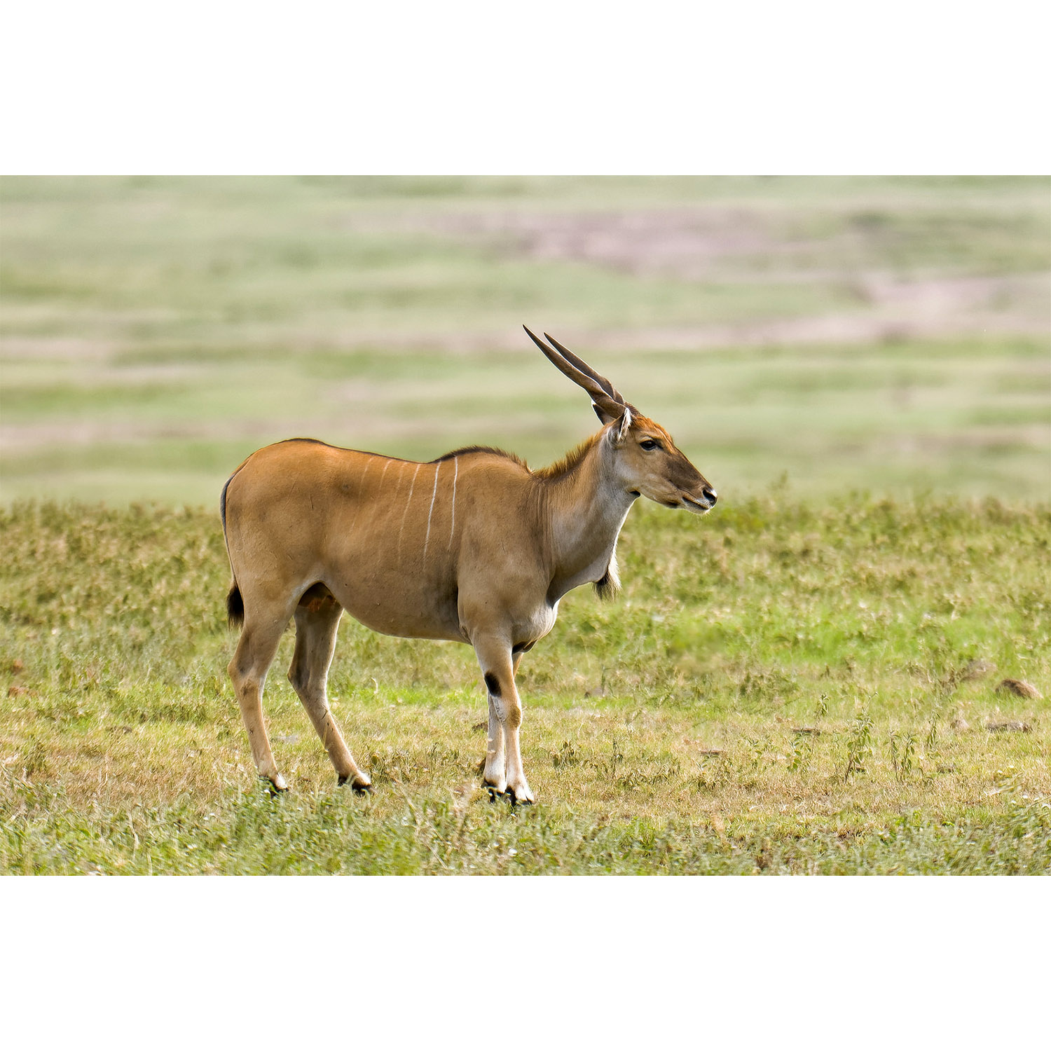 Taurotragus oryx Фото №3