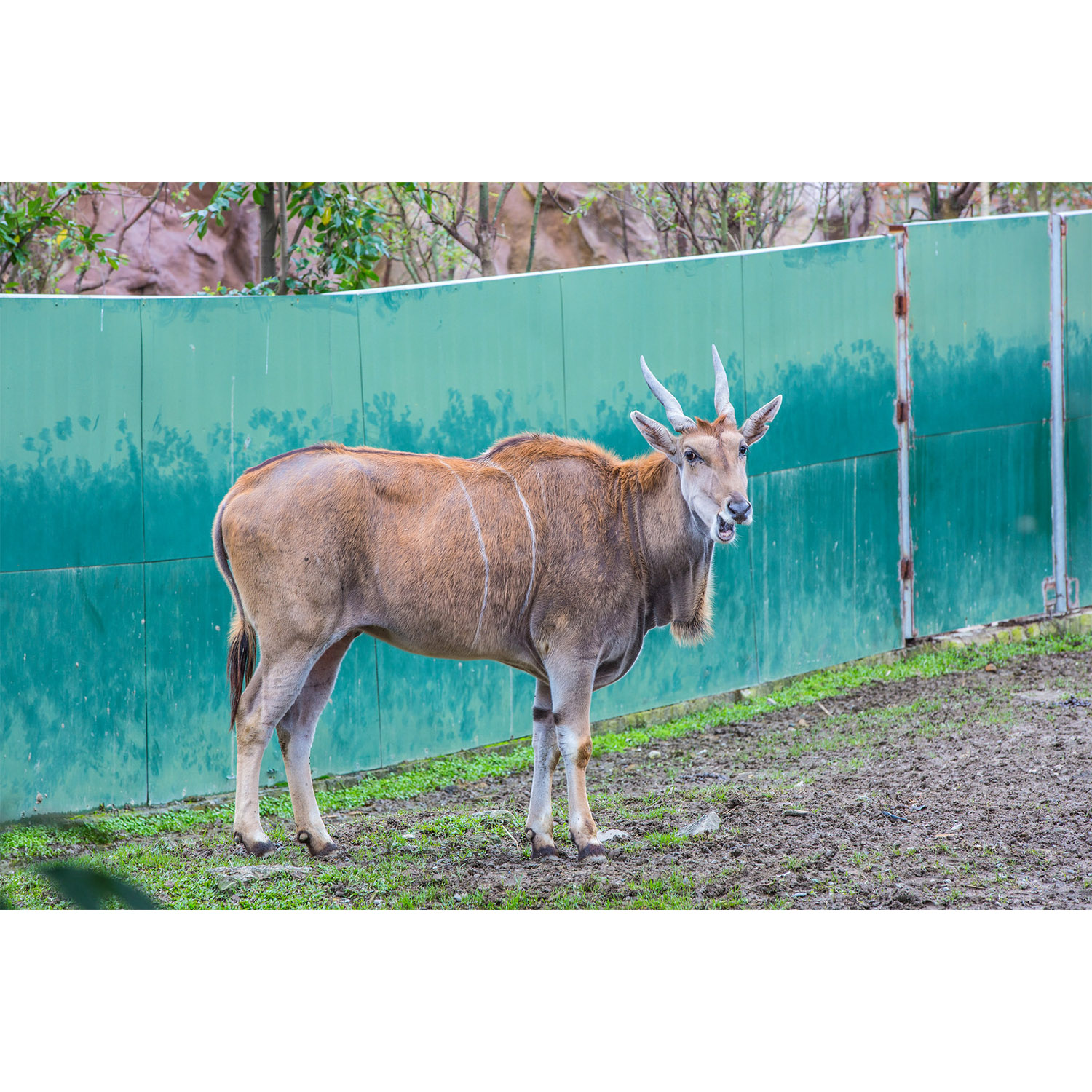 Taurotragus oryx Фото №4