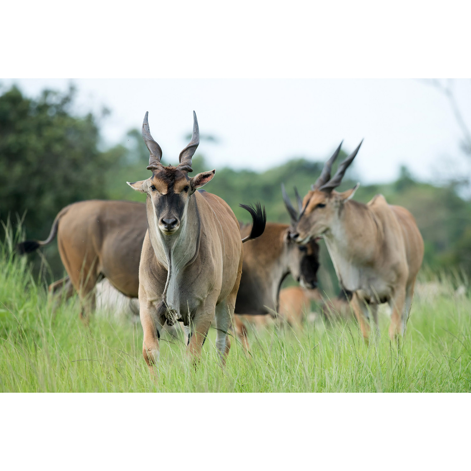 Taurotragus oryx Фото №6