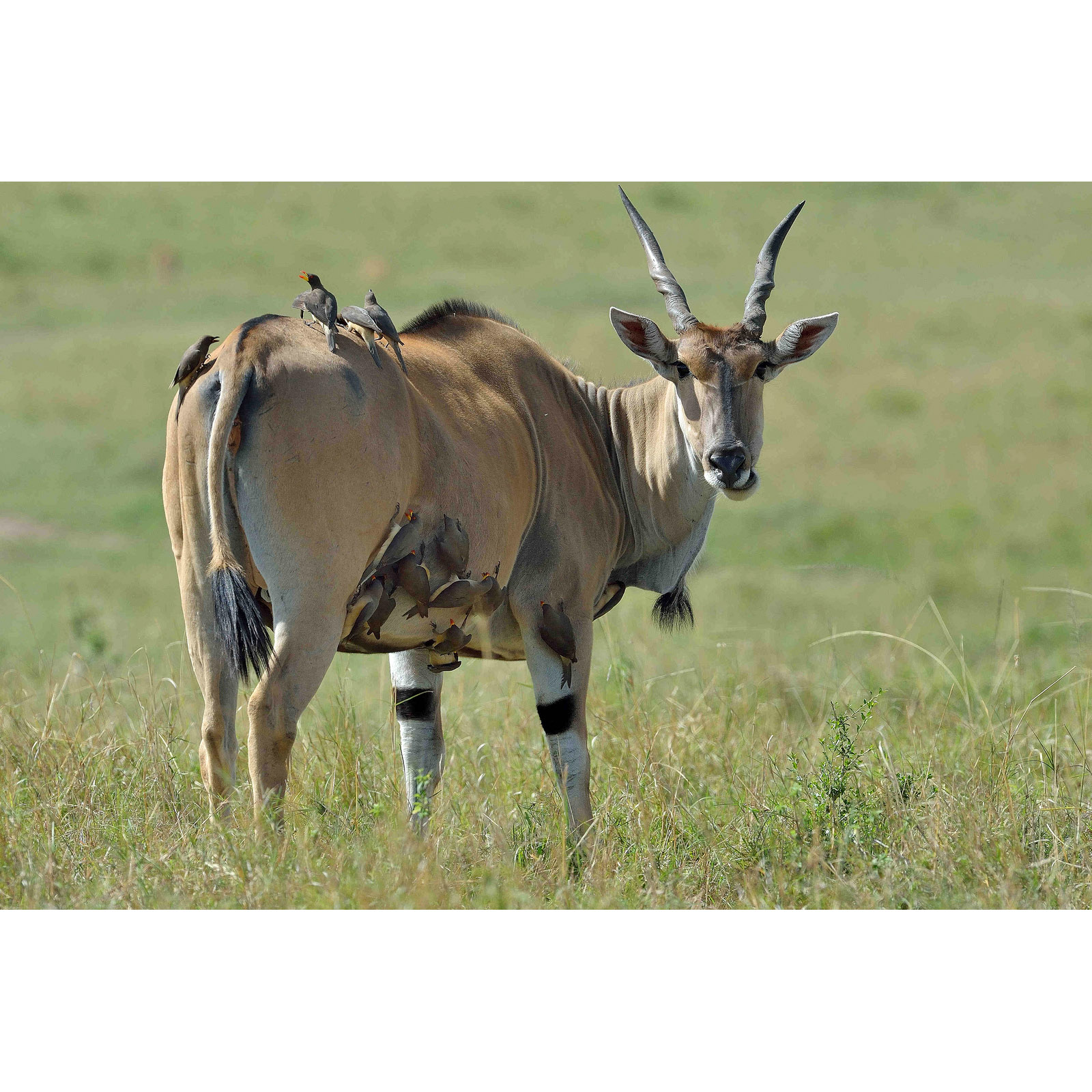 Taurotragus oryx Фото №7