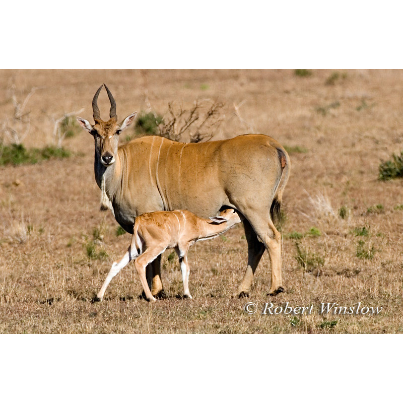 Taurotragus oryx Фото №8