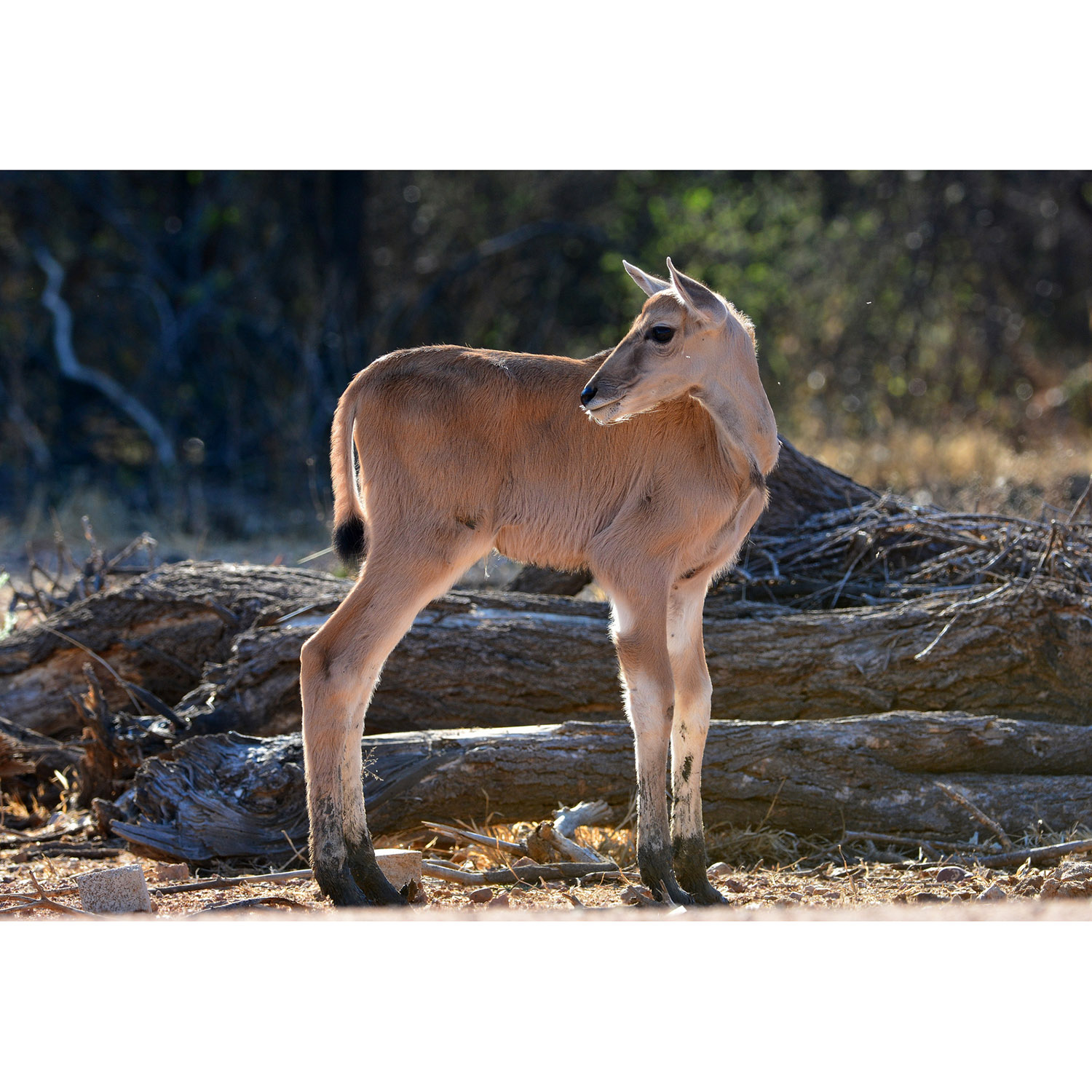 Taurotragus oryx Фото №9