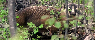 Taxidea taxus jeffersonii