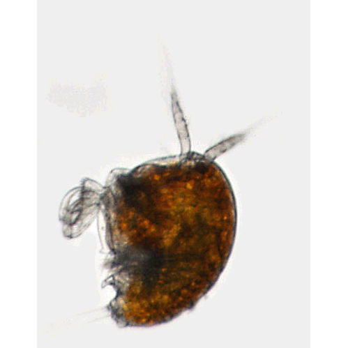 Семейство Tegastidae фото